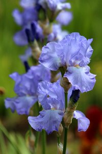 Garden beautiful flowers bloom photo