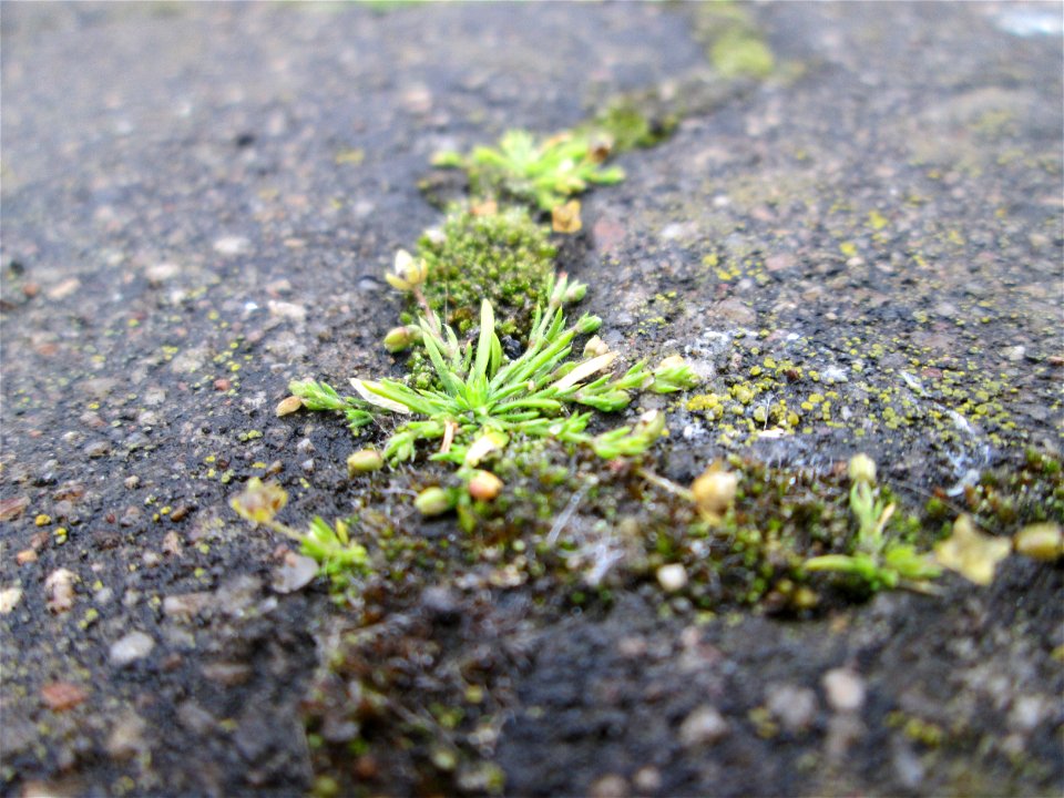 Niederliegendes Mastkraut (Sagina procumbens) am Hauptbahnhof Mannheim