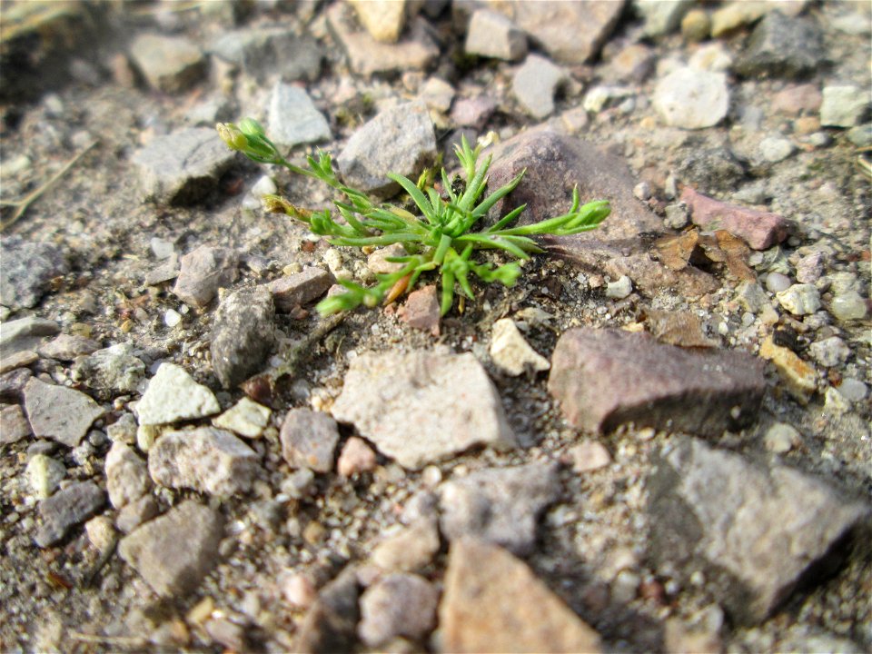Niederliegendes Mastkraut (Sagina procumbens) am Hochwasserrückhaltebecken im Naturschutzgebiet „Bachwiesen/Leopoldswiesen“ im Hockenheimer Rheinbogen