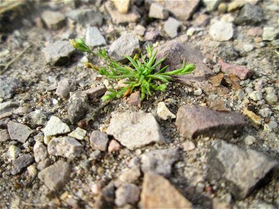 Niederliegendes Mastkraut (Sagina procumbens) am Hochwasserrückhaltebecken im Naturschutzgebiet „Bachwiesen/Leopoldswiesen“ im Hockenheimer Rheinbogen