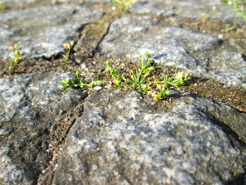 Niederliegendes Mastkraut (Sagina procumbens) in Alt-Saarbrücken