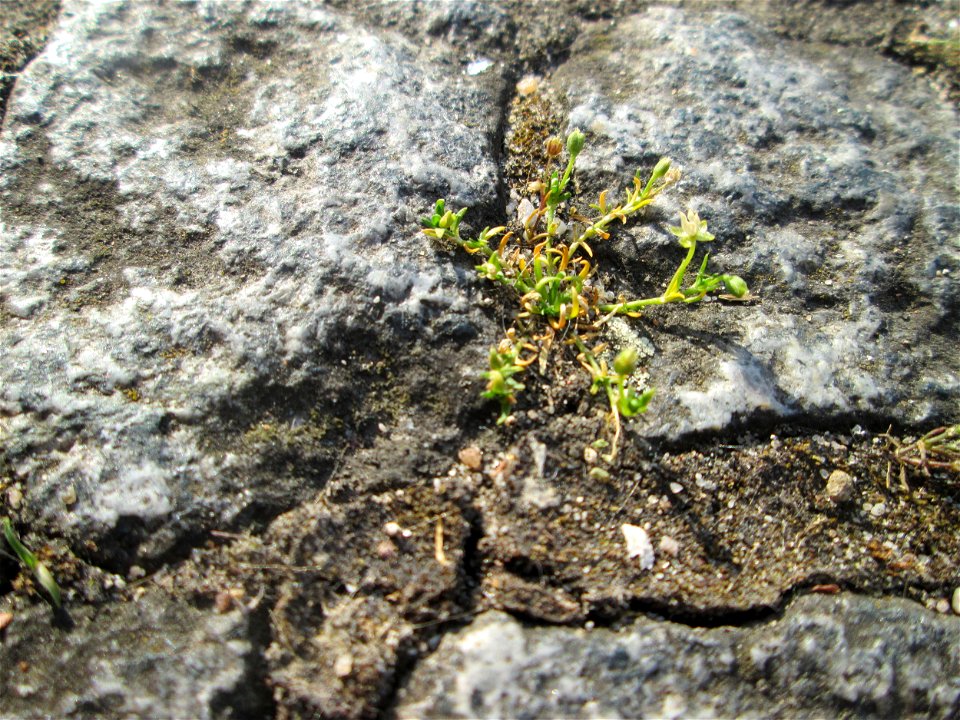 Niederliegendes Mastkraut (Sagina procumbens) in Alt-Saarbrücken