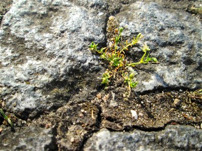 Niederliegendes Mastkraut (Sagina procumbens) in Alt-Saarbrücken