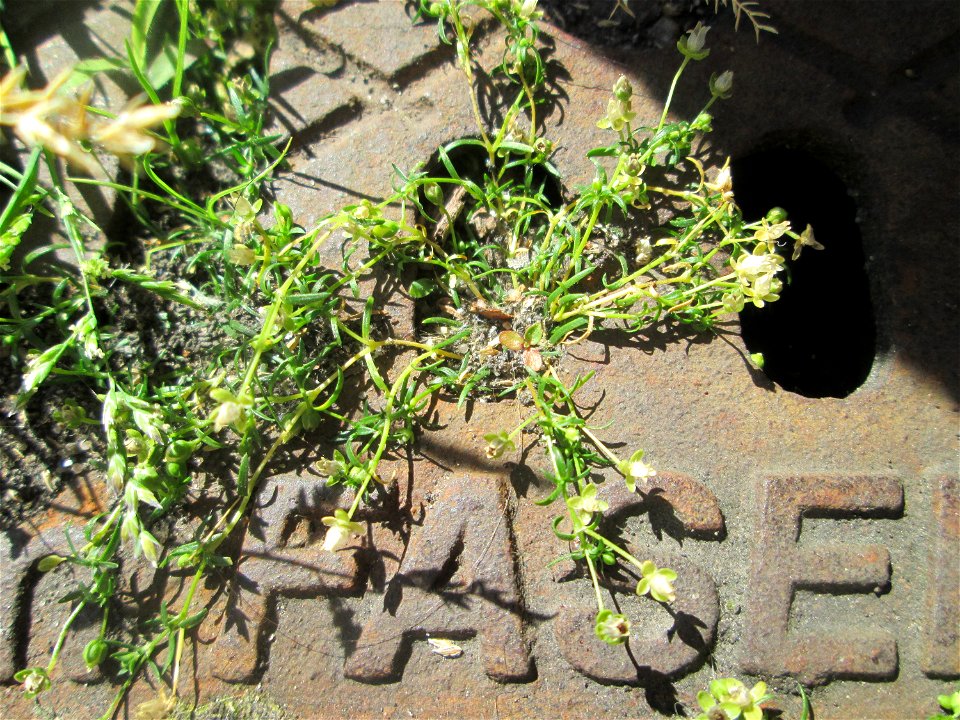 Niederliegendes Mastkraut (Sagina procumbens) am Rathaus-Carée in Saarbrücken