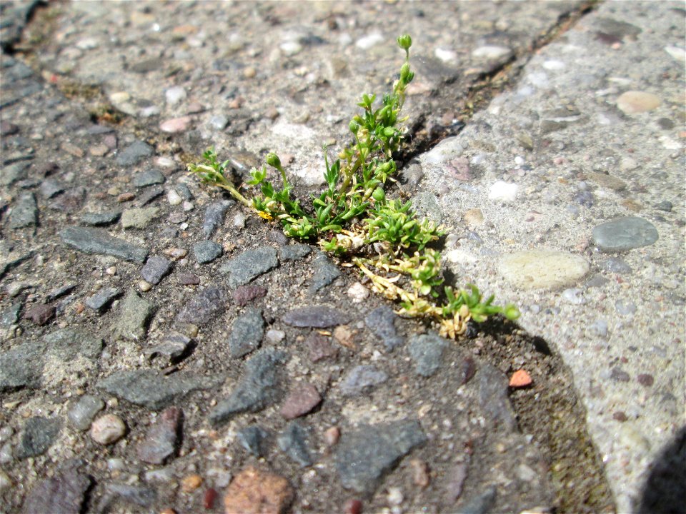Niederliegendes Mastkraut (Sagina procumbens) in Fechingen