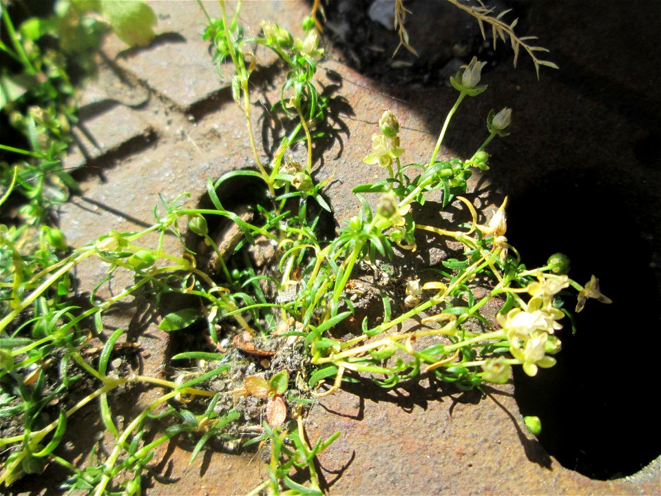 Niederliegendes Mastkraut (Sagina procumbens) am Rathaus-Carée in Saarbrücken