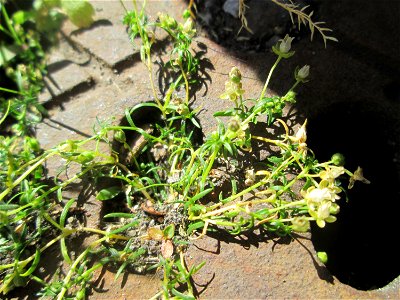 Niederliegendes Mastkraut (Sagina procumbens) am Rathaus-Carée in Saarbrücken