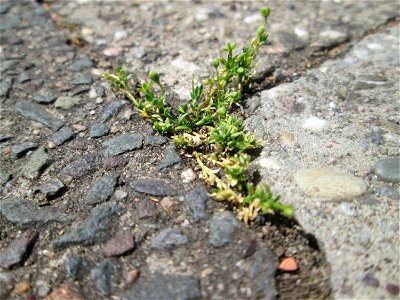 Niederliegendes Mastkraut (Sagina procumbens) in Fechingen
