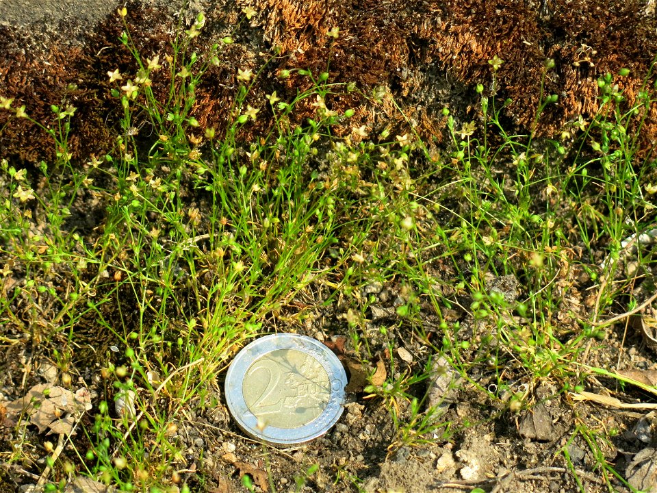 Sagina (probably procumbens) in Lacrost (Saône-et-Loire, France)