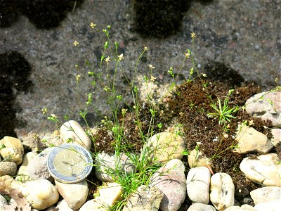 Sagina (probably procumbens) in Lacrost (Saône-et-Loire, France)