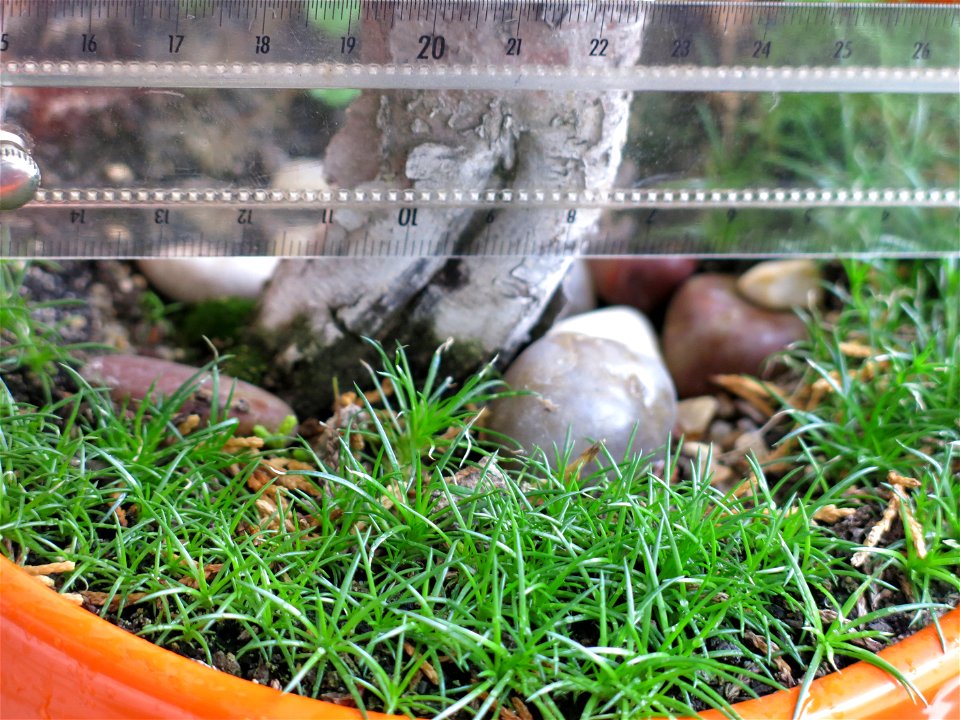 Sagina procumbens in bonsai.