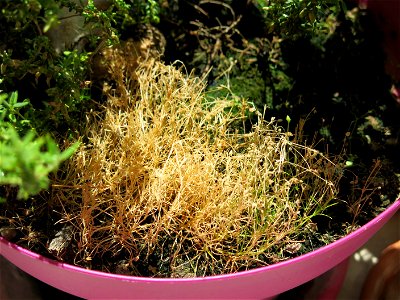 Sagina procumbens in bonsai.