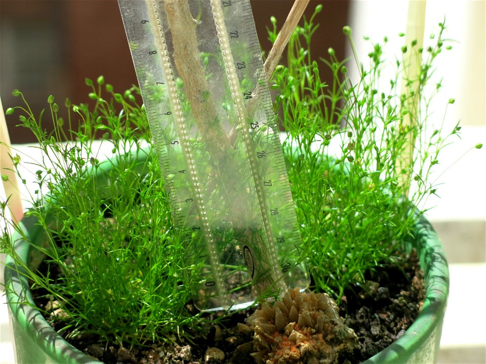 Sagina procumbens in bonsai.