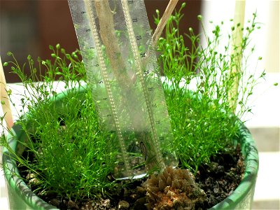Sagina procumbens in bonsai.