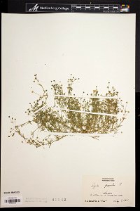 Sagina procumbens