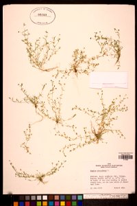 Sagina procumbens