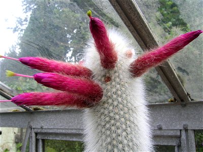 Silver torch cactus (Cleistocactus strausii)