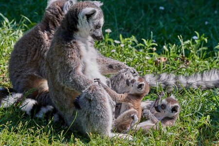 Mother madagascar ring tailed lemur photo