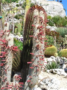 Cleistocactus strausii in the botanical garden of Eze (Alpes-Maritimes, France). Identified by botanic label.