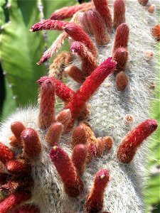 Close-up of the fruits of Cleistocactus strausii in the botanical garden of Eze (Alpes-Maritimes, France). Identified by botanic label.