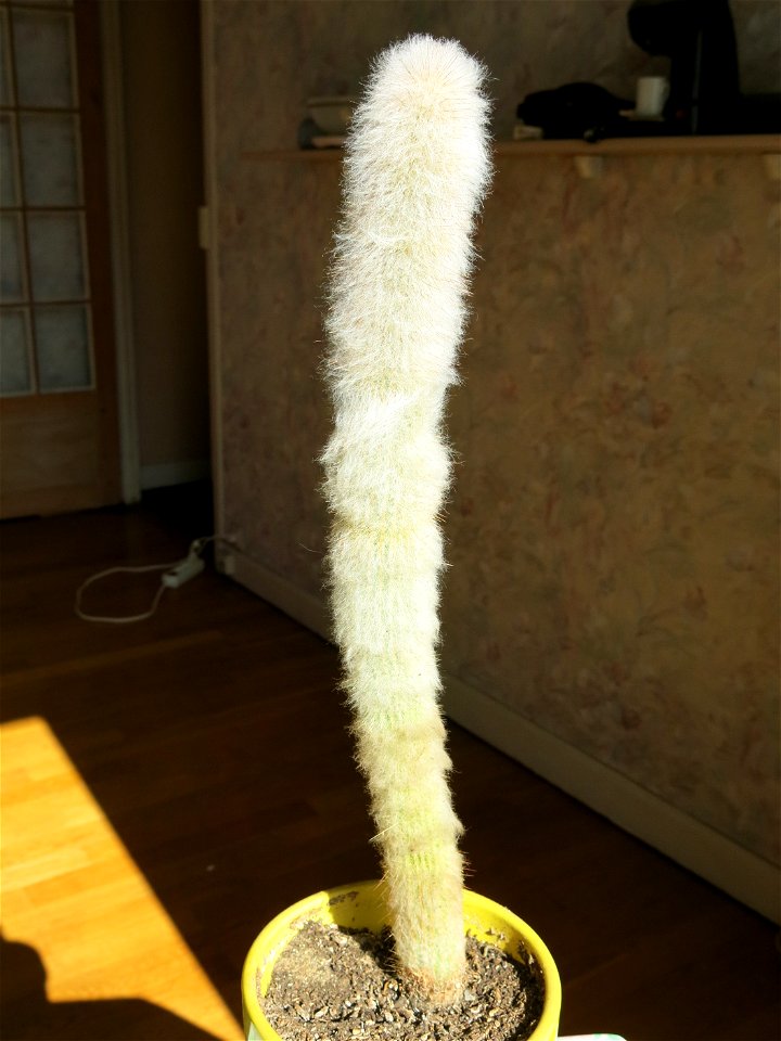 Cleistocactus strausii. 10 years old. Pot diameter : 14 cm