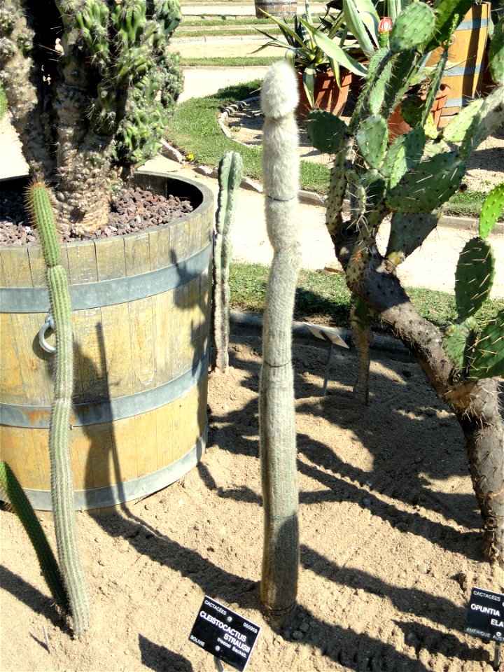 Cleistocactus strausii specimen in the Jardin Botanique de Lyon, Parc de la Tête d'Or, Lyon, France.