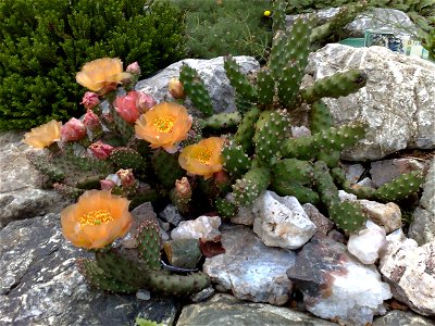 Opuntia im Steingarten, Art unbekannt