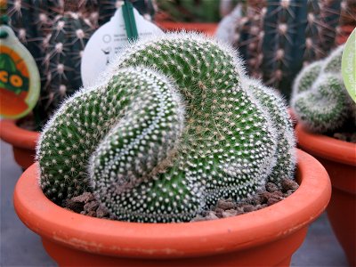 Cleistocactus strausii var. cristatus in a garden centre in France. Identified by botanic commercial label.