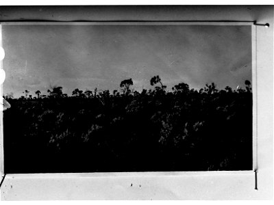 Saltbush country