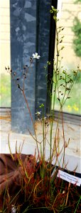 Plant Drosera binata on Exhibition of Carnivorous plants in the Botanical Gardens of Charles University, 10. - 19.06.2016 Prague, Czech Republic