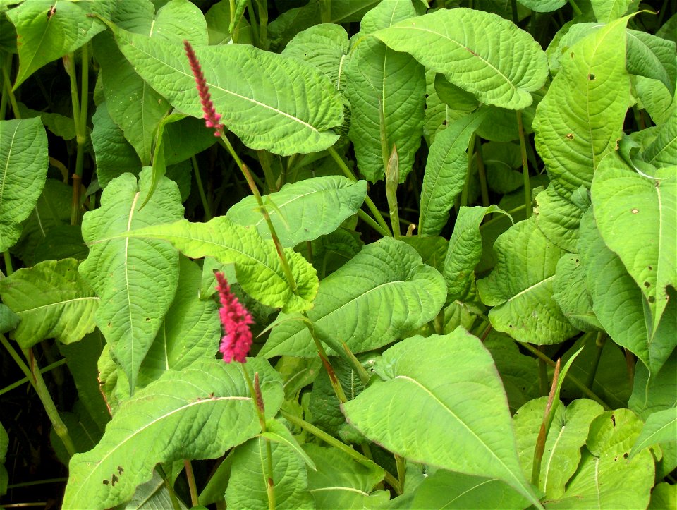 Persicaria amplexicaulis
