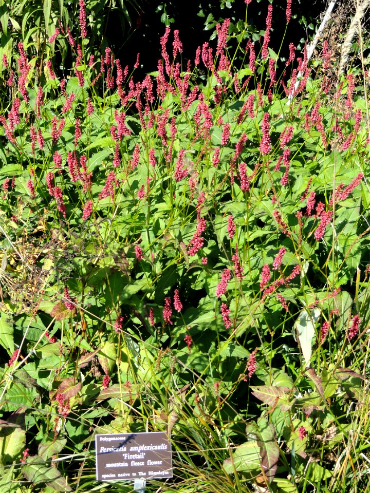 Persicaria amplexicaulis 'Firetail' specimen in the J. C. Raulston Arboretum (North Carolina State University), 4415 Beryl Road, Raleigh, North Carolina, USA.