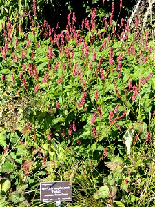 Persicaria amplexicaulis 'Firetail' specimen in the J. C. Raulston Arboretum (North Carolina State University), 4415 Beryl Road, Raleigh, North Carolina, USA.