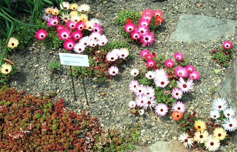 Dorotheanthus bellidiformis in Botanical Garden Liberec, Czech Republic