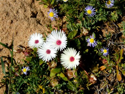Bokbaai vygie - comes in a variety of colours.