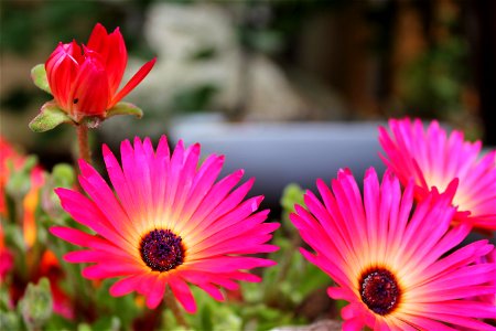Flowers, leaves and bugs At home