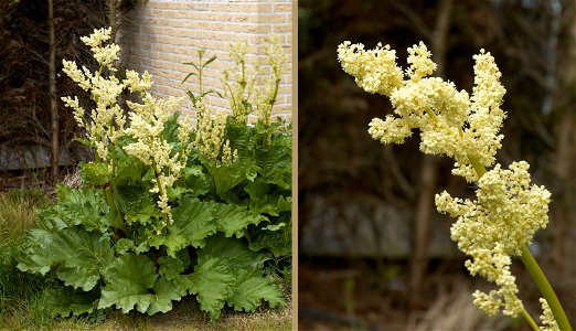 Rheum rhaponticum / rhubarb