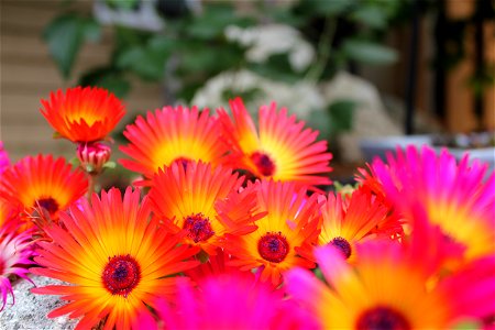 neon daisies