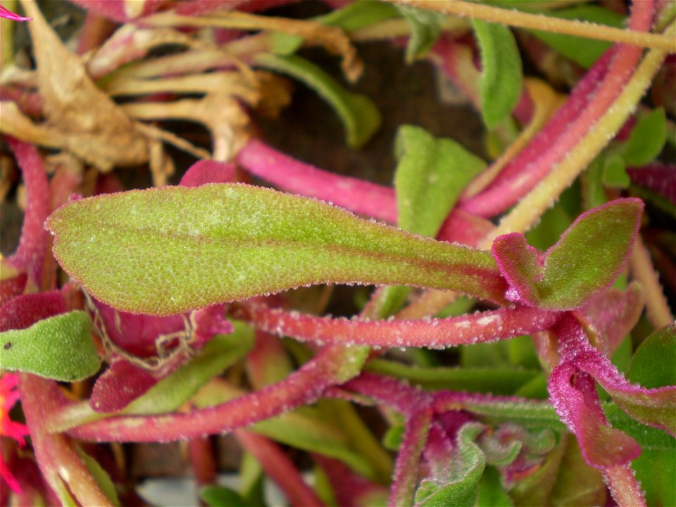 Mesembryanthemum / Dorotheanthus bellidiformis /ijsbloem /ijskruid /
