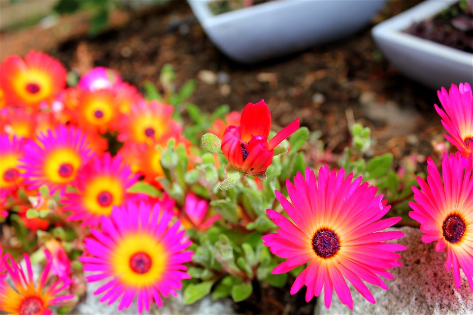 Flowers, leaves and bugs At home