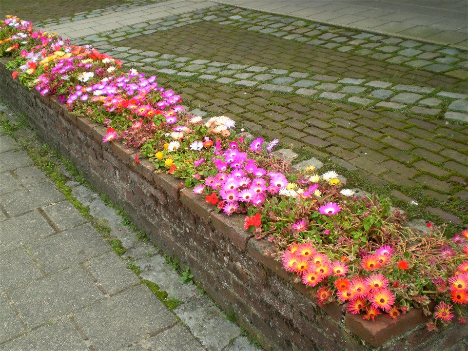 Mesembryanthemum / Dorotheanthus bellidiformis /ijsbloem /ijskruid /