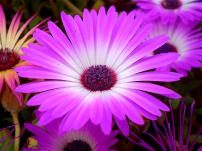 Mesembryanthemum / Dorotheanthus bellidiformis /ijsbloem /ijskruid /