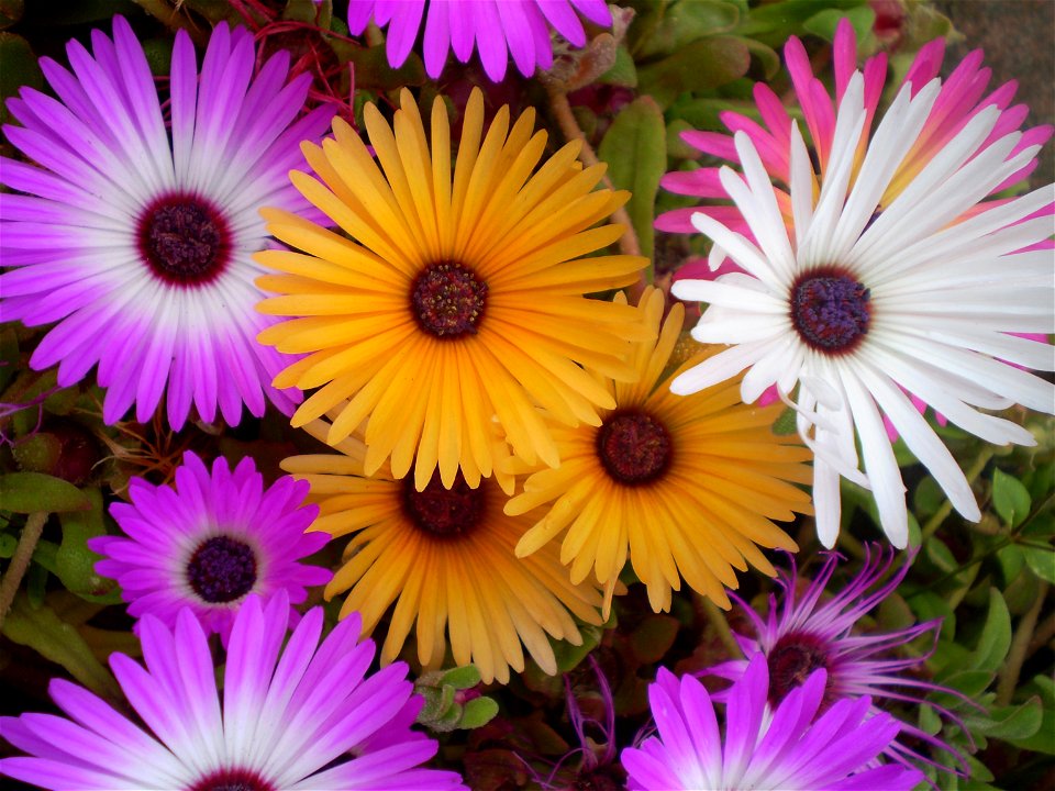 Mesembryanthemum / Dorotheanthus bellidiformis /ijsbloem /ijskruid /