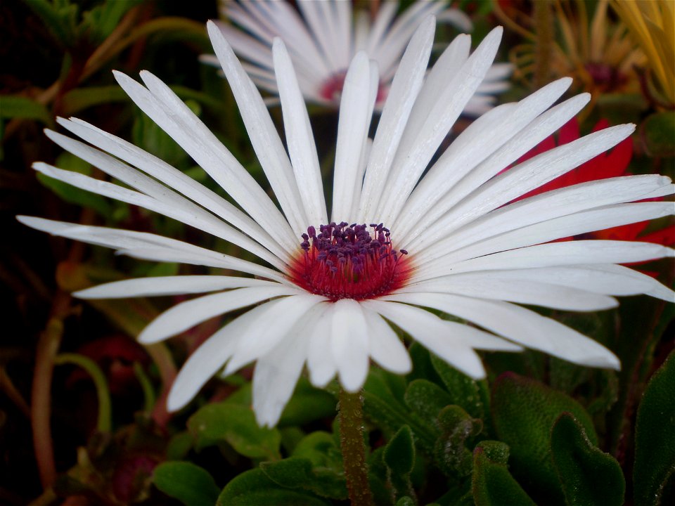 Mesembryanthemum / Dorotheanthus bellidiformis /ijsbloem /ijskruid /