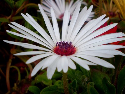Mesembryanthemum / Dorotheanthus bellidiformis /ijsbloem /ijskruid / photo