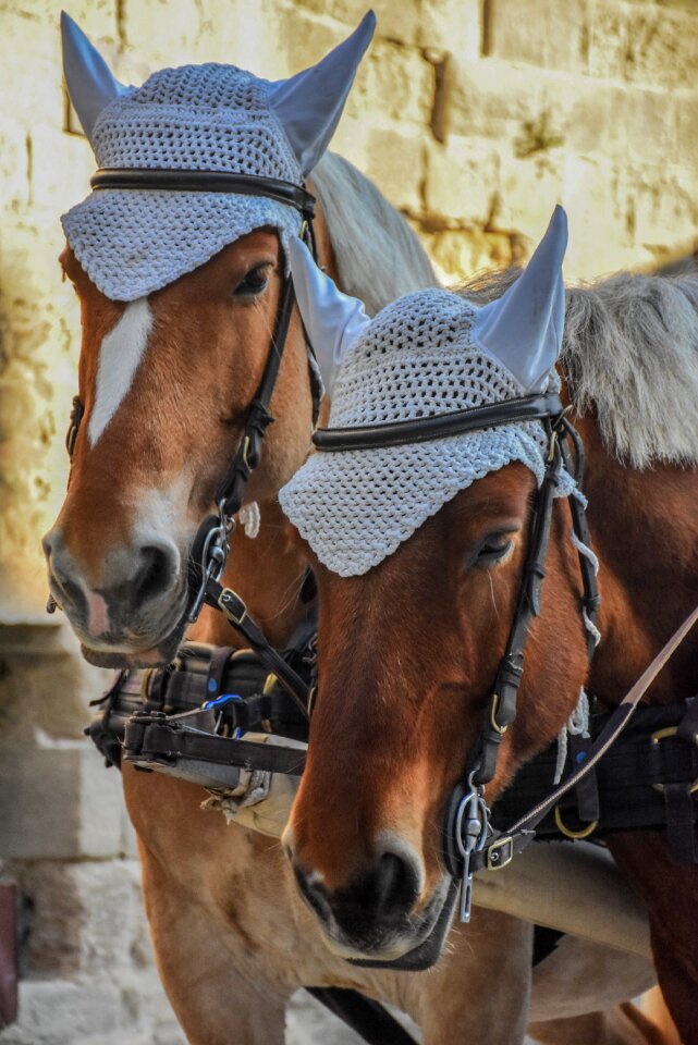 Portrait box horses