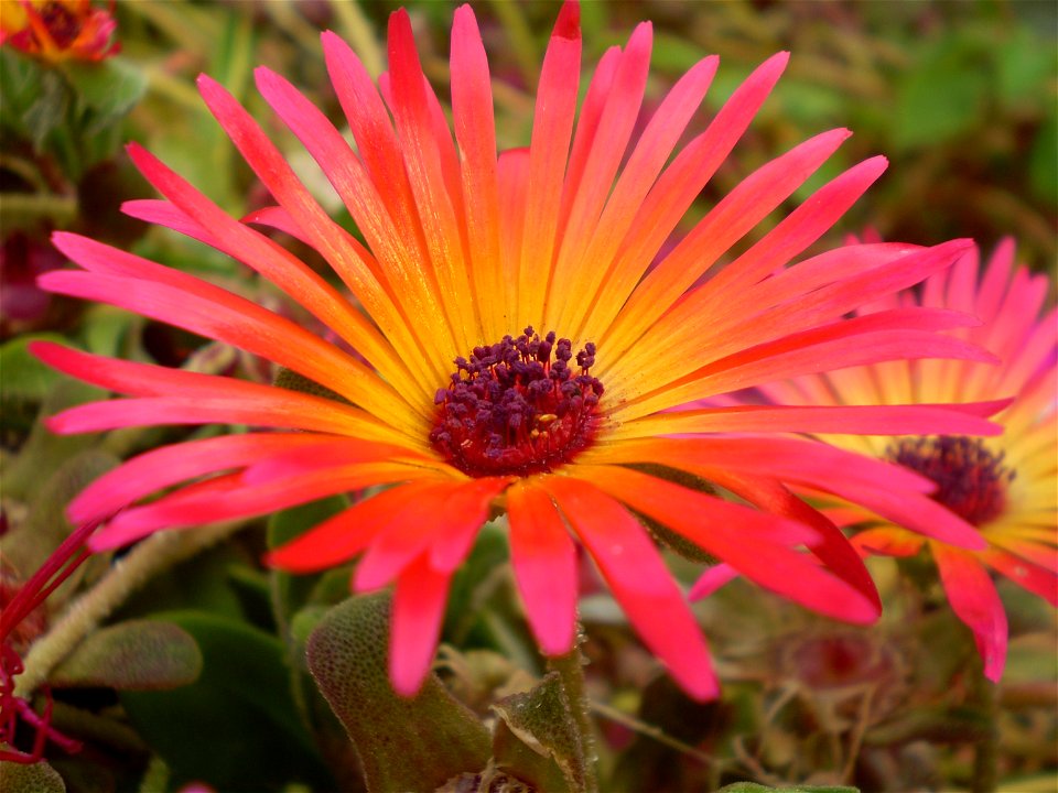 Mesembryanthemum / Dorotheanthus bellidiformis /ijsbloem /ijskruid /