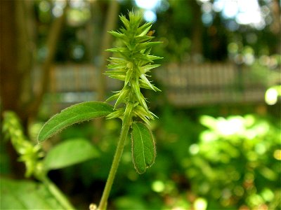 ヒナタイノコヅチ[日向猪子槌][Achyranthes bidentata var. tomentosa、syn. A. fauriei]-花