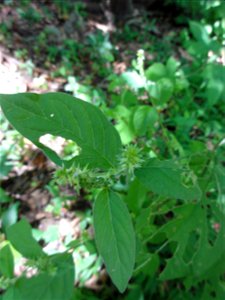 ヒナタイノコヅチ[日向猪子槌][Achyranthes bidentata var. tomentosa、syn. A. fauriei]-葉