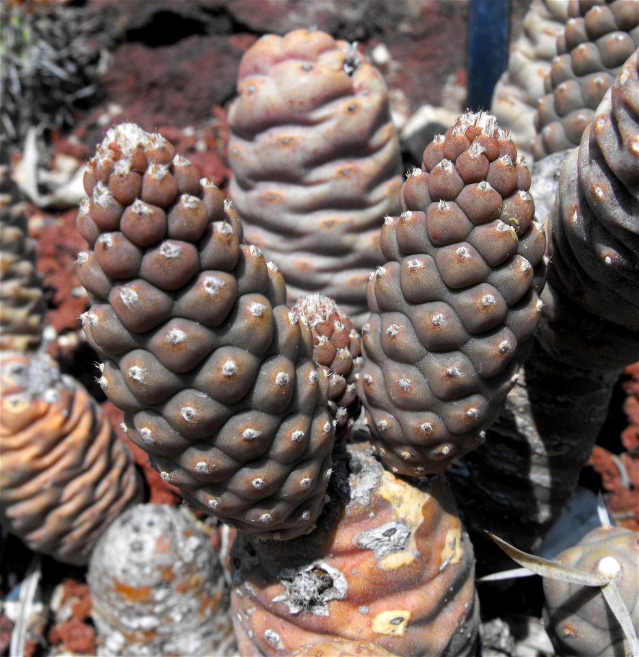 Opuntia articulata at the Huntington Library & Botanical Gardens in San Marino, California, USA. Identified by sign.